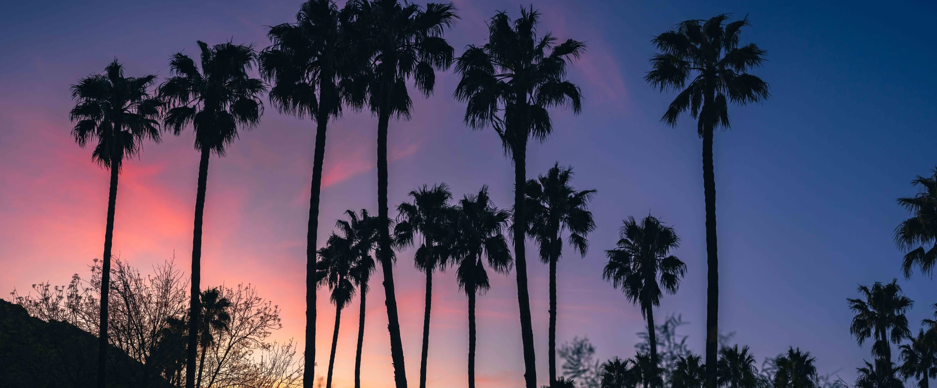 Palmeras del cañón al atardecer